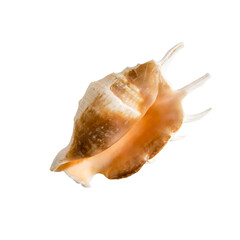 Sea shell on transparent background PNG/PSD