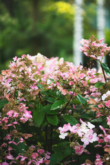 Hydrangea Paniculata 