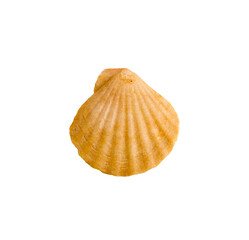 Beautiful marine clam shell on a transparent background