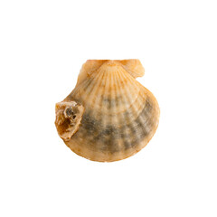 Beautiful marine clam shell on a transparent background