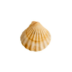 A clam shell on a transparent background