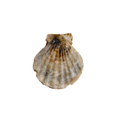 A clam shell on a transparent background