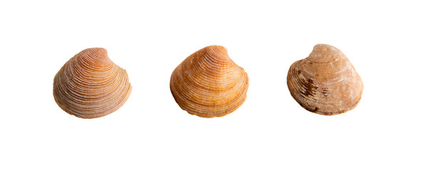 set of clam shells on a transparent background