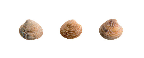 set of clam shells on a transparent background