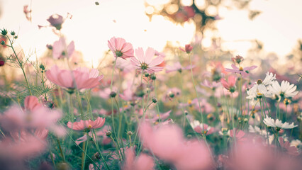 Cosmos flower blossom in garden