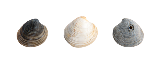 set of clam shells on a transparent background