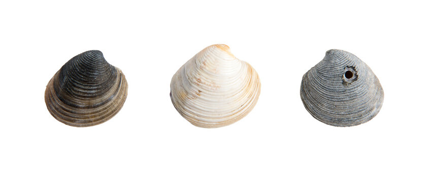 set of clam shells on a transparent background