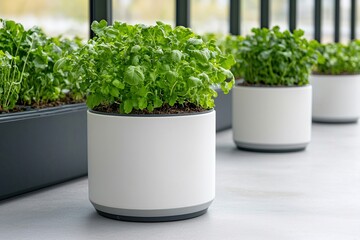 Sustainable living concept. Lush green plants in modern pots on a bright indoor setting.