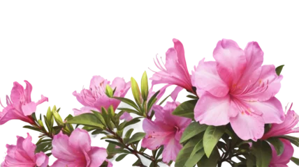  Azalea flowers © designdiary