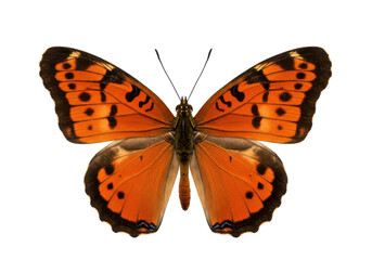 Obraz premium Vibrant orange and black butterfly with detailed wing patterns, isolated on a white background