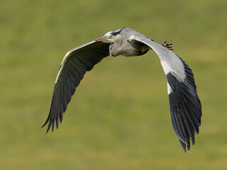 Graureiher im Flug