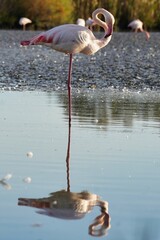 flamingo in the water