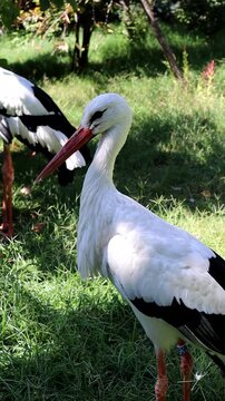 Storks close up standing on a meadow on a sunny day.