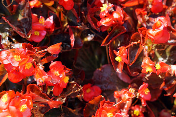 Begonia grandis, Begonia cucullata, red and yellow flowers