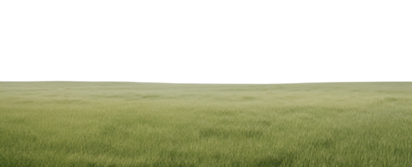 PNG A grassy field with clear blue sky backgrounds outdoors horizon.