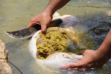 squeezed grass inside the intestines or stomach of cows
