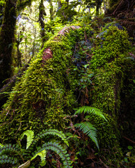 Fototapeta premium Mosses and ferns of a New Zealand rain forest.