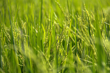morning dew covering rice plants in a rice field