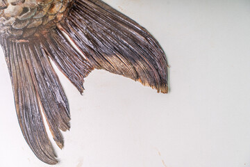 Carp tail on a white table. Space for text. Copyspace.
