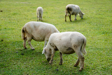 The beauty of Menggala Ranch in Banyumas Regency, Central Java, indonesia. It was taken on January 21, 2025 by a professional. It's a wonderful ranch with a nice view