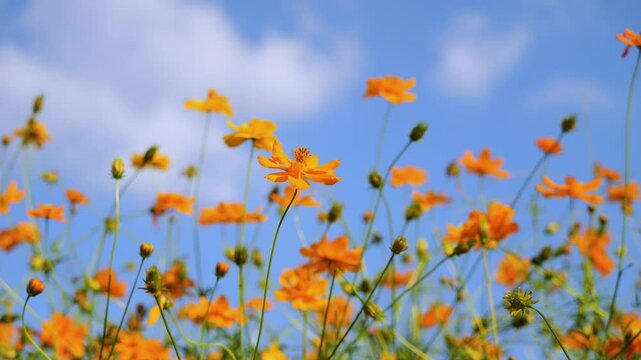 slow-motion of yellow cosmos flower gently swaying in the breeze with blue sky background.