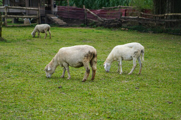 The beauty of Menggala Ranch in Banyumas Regency, Central Java, indonesia. It was taken on January 21, 2025 by a professional. It's a wonderful ranch with a nice view