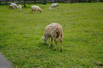 Fototapeta premium The beauty of Menggala Ranch in Banyumas Regency, Central Java, indonesia. It was taken on January 21, 2025 by a professional. It's a wonderful ranch with a nice view