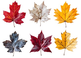 Six Colorful Autumn Maple Leaves Isolated On White