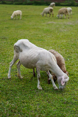 The beauty of Menggala Ranch in Banyumas Regency, Central Java, indonesia. It was taken on January 21, 2025 by a professional. It's a wonderful ranch with a nice view