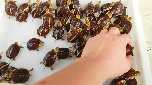 A group of Chinese Yellow-margined Box little Turtle	
