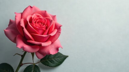 A Single Delicate Pink Rose with Lush Green Foliage Against a Soft, Light Background