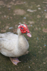 The beauty of Menggala Ranch in Banyumas Regency, Central Java, indonesia. It was taken on January 21, 2025 by a professional. It's a wonderful ranch with a nice view