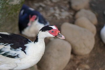 The beauty of Menggala Ranch in Banyumas Regency, Central Java, indonesia. It was taken on January 21, 2025 by a professional. It's a wonderful ranch with a nice view