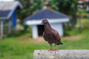 The beauty of Menggala Ranch in Banyumas Regency, Central Java, indonesia. It was taken on January 21, 2025 by a professional. It's a wonderful ranch with a nice view