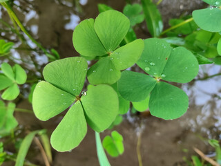 Clover Leaves, Close-up of a Four-Leaf Clover, Green Clover Leaves with Dew