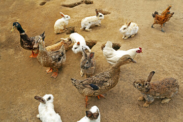 토끼,거위,닭,땅,굴,둥지,축사,충주시,충북 © JinChang