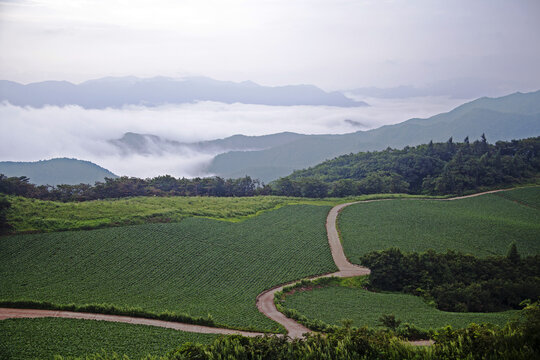 배추,배추밭,시골길,운해,능선,귀네미마을,태백시,강원도