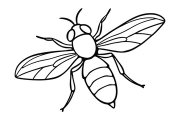 House Fly line art vector illustration.eps