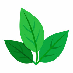 green leaf isolated on white background
