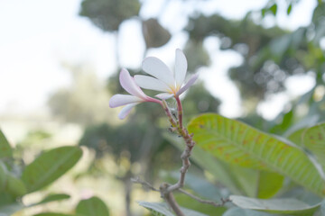 Plumeria obtusa, the frangipani, is a species of the genus Plumeria, beautiful little blooming Plumeria obtusa flowers, the Singapore graveyard flower.cultivated fot its ornamental and fragrant flower