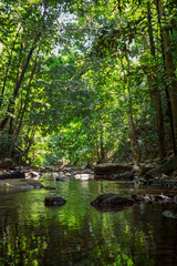 Small stream in a lush and verdant rainforest along the nature trail at Khlong Chak in Koh Lanta, Thailand, on a sunny day. Shallow depth of field, focus on the foreground.