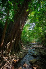 Big and tall tropical tree with long roots in a rainforest along the nature trail at the Khlong Chak in Koh Lanta, Thailand, on a sunny day.