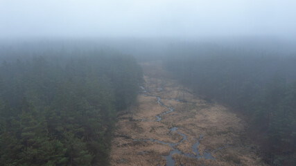 dark mysterious forest, tress. Fantasy landscape. Rainy, foggy. Gloomy and bad weather. Blue Monday, Depression, sadness, loneliness. Background, wallpaper