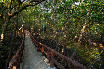 Fototapeta premium Krabi Urban Forest Walkway - elevated footpath in the mangrove forest in Krabi Town, Thailand on a sunny day.