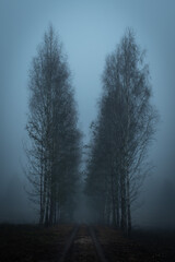 dark mysterious forest, tress. Fantasy landscape. Rainy, foggy. Gloomy and bad weather. Blue Monday, Depression, sadness, loneliness. Background, wallpaper