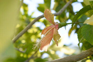 Beautiful flower of Shoeblack on plant, flower, pink Shoe black plant flower, shoe black plant flowers bloom among its dense leaves, Beautiful big white flower closeup, Chakwal, Punjab, Pakistan