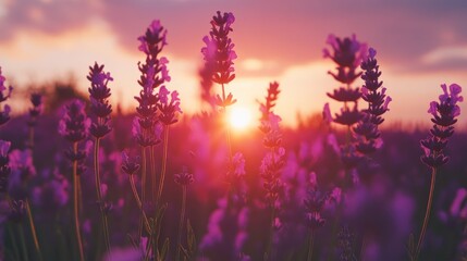 Fototapeta premium Lavender Sunset: A Serene Field of Purple Blossoms at Golden Hour