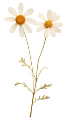 Fototapeta premium PNG Real pressed a single minimal Feverfew flower asteraceae blossom.