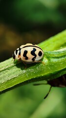 Detailed photo of an Olla v-nigrum, a beneficial predator of aphids and other garden pests. Ideal for scientific research, education, or agricultural publications.