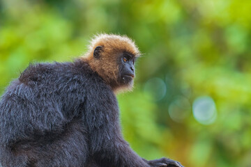 Close-Up of Nilgiri Langur in Trees: A Glimpse of Wildlife in the Forests of South India. Nilgiri Langur setting during the raining season in Kerala Forest with clean background.